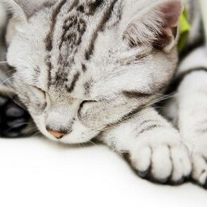 Meet your Posher, Rick